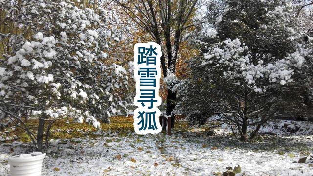 踏雪寻狐
