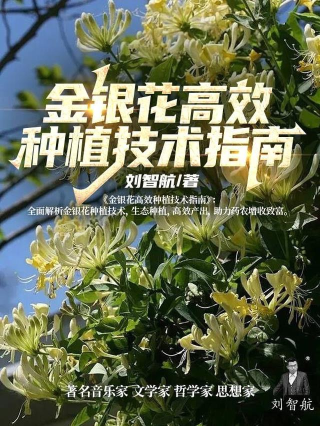 金银花高效种植技术指南